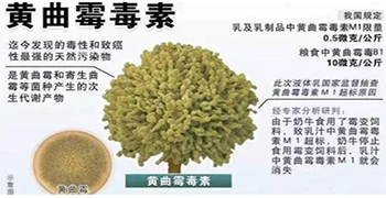 真菌毒素有哪些？